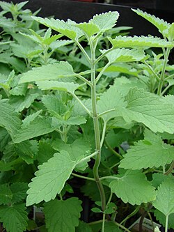 Catnip Seeds (Nepeta cataria)