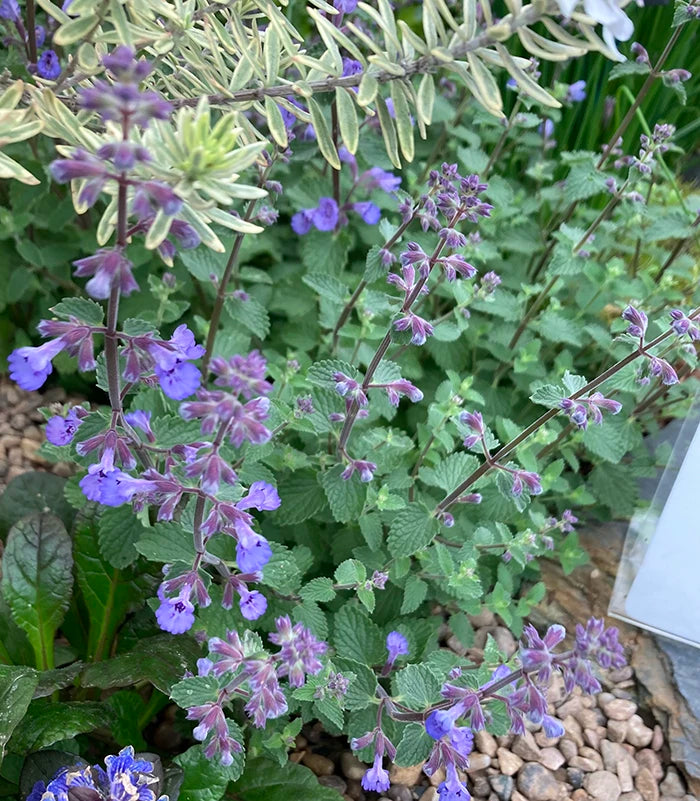 Catmint ‘Blue Wonder’ Herb Seeds