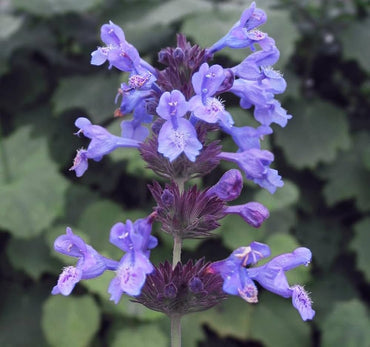 Catnip Nepeta Cataria Seeds – Perennial Herb for Bonsai and Garden