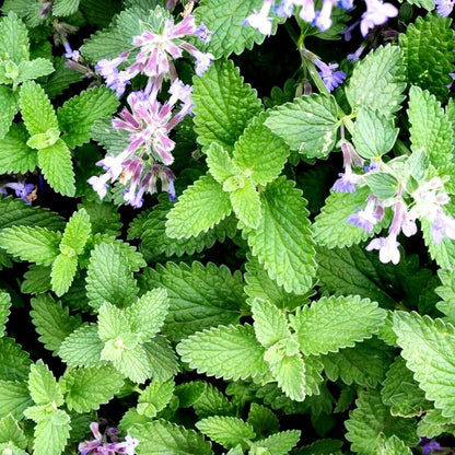 Catnip Nepeta Cataria Seeds – Perennial Herb for Bonsai and Garden