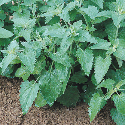 Catnip Seeds (Nepeta cataria)