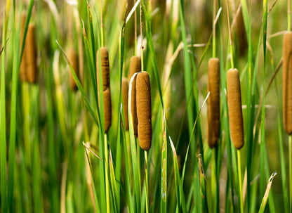 Broadleaf Cattail Herb Seeds