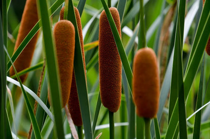 Cattail Herb Seeds