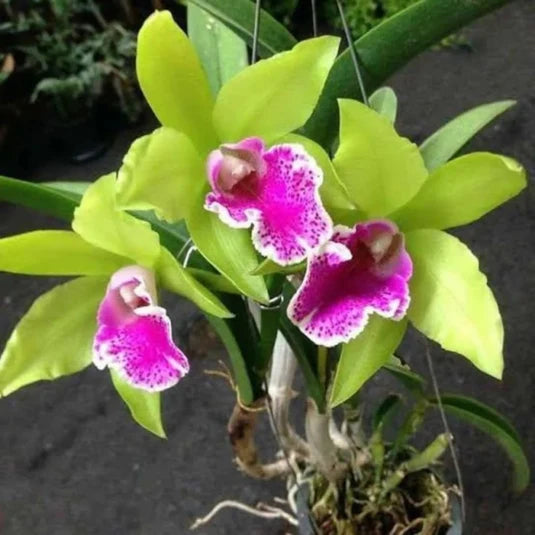 Green Cattleya Flower seeds for Planting - Long Bloom Season, Heirloom & GMO Free Seeds for Home Garden