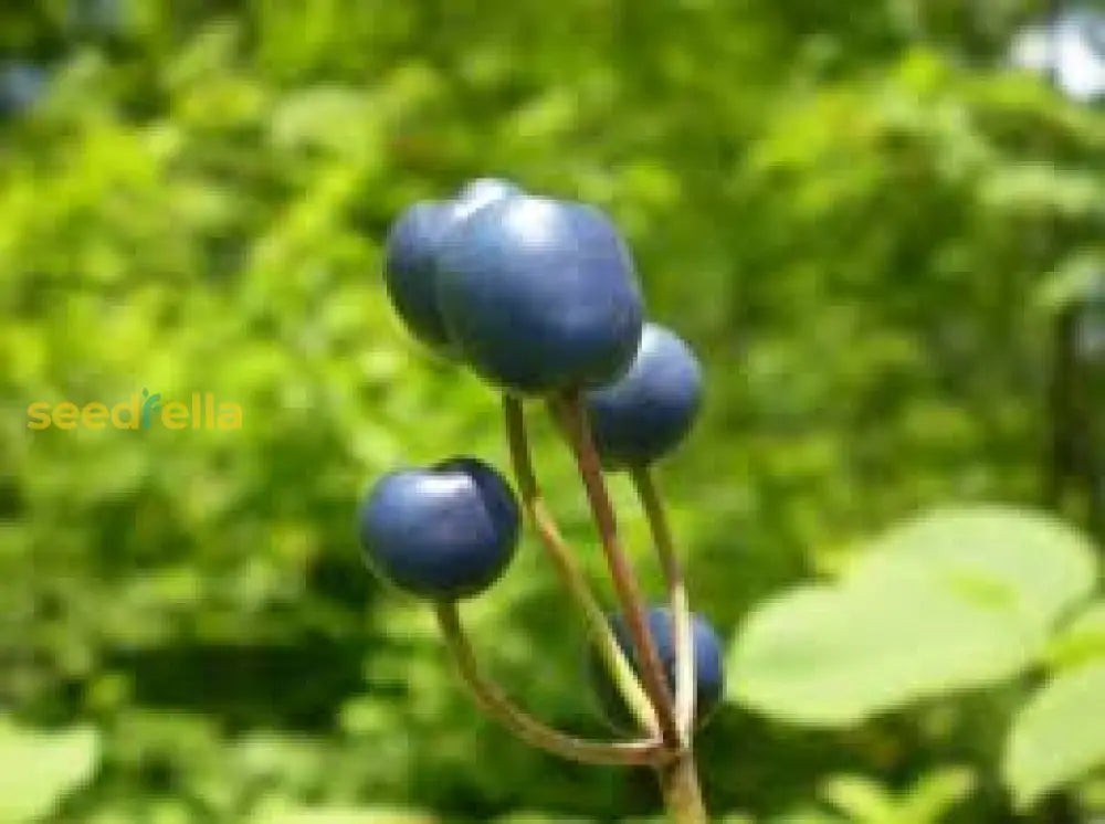 植え付け用黒いカウロフィルムの種