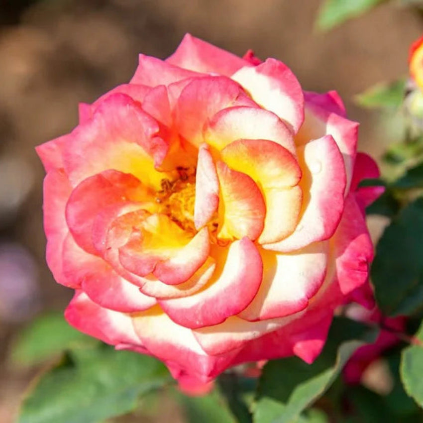 Rote Sahne-Rosenblumensamen zum Pflanzen – Bunte Blütenpracht, Erbstücksamen & Gentechnikfreie Samen für den Hausgarten