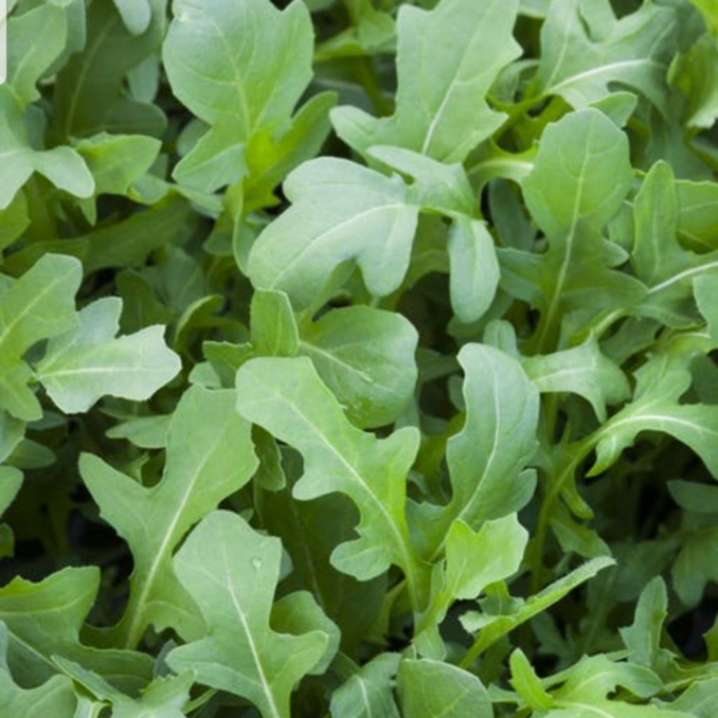 Rucola Coltivata Arugula Cultivated Vegetable Seeds