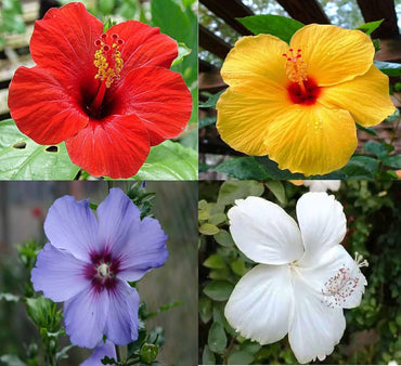 Dinner Plate Hibiscus Flower Seeds