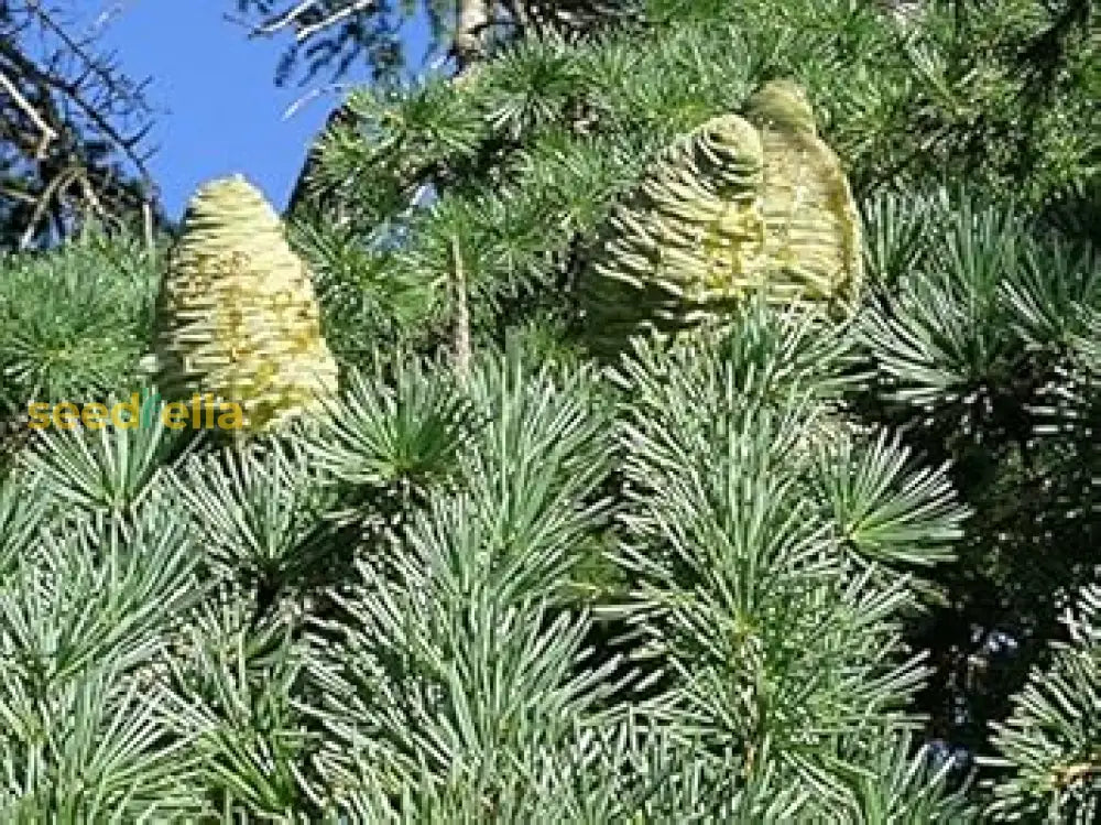 Cedrus Deodara Seeds For Planting heirloom non-gmo organic garden seeds