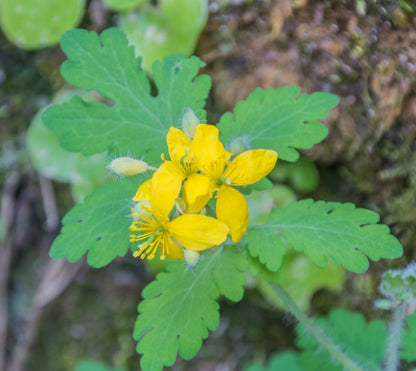 薬草栽培用のセリ科植物の種