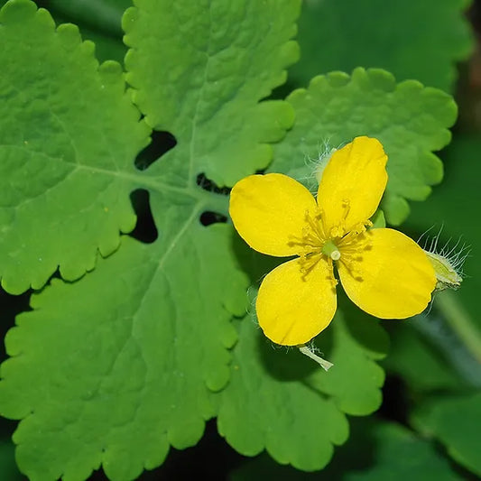Celandine Plant Seeds For Herbal Planting heirloom non-gmo organic garden seeds