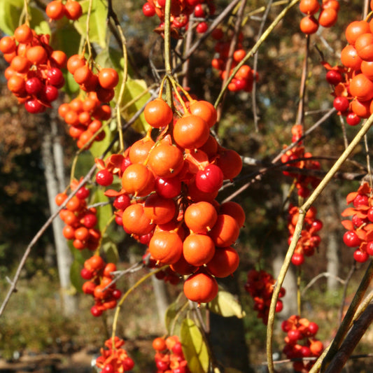 Celastrus Scandens Fruchtsamen