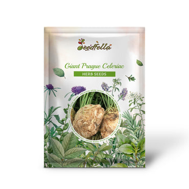 Giant Prague Celeriac (Apium Graveolens) Celery Root Vegetable Seeds