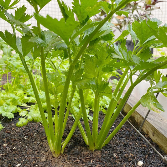 Celery Vegetable Seeds