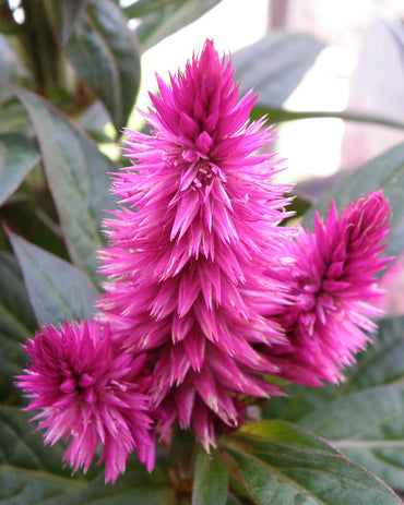 Pink Celosia Caracas Flower seeds for Planting Seasonal Bloomer Heirloom & GMO Free Seeds for Home Garden
 
 Sale
