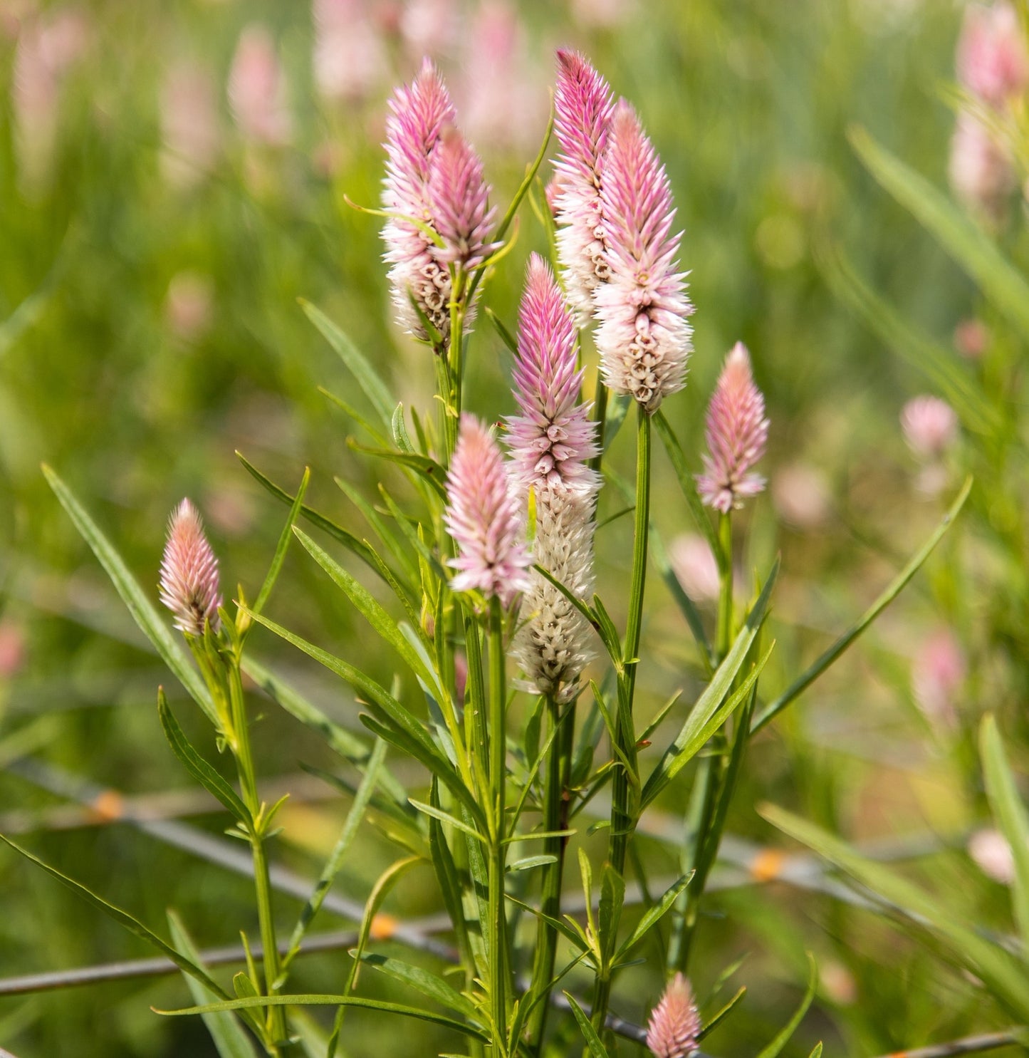 Celosia Argentea 'Flamingo Feather' Flower Seeds