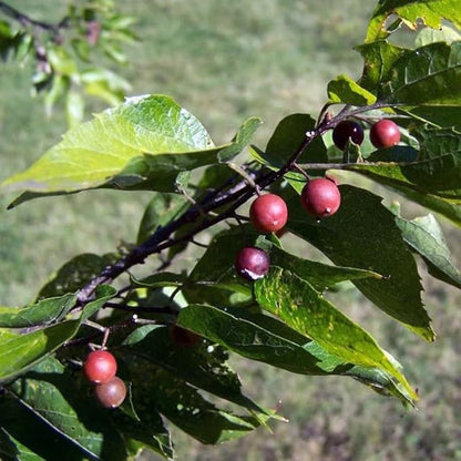 Celtis Laevigata Southern Hackberry Tree Seeds