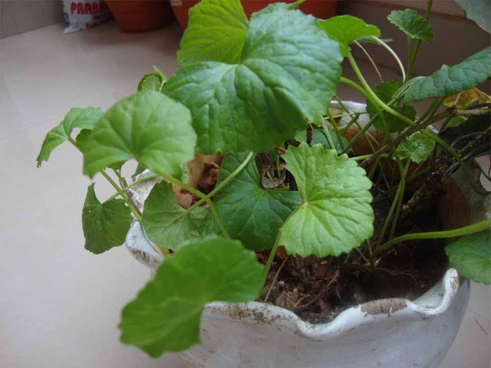 Centella Asiatica Centella Asiatica Seeds for Planting for Herb Garden