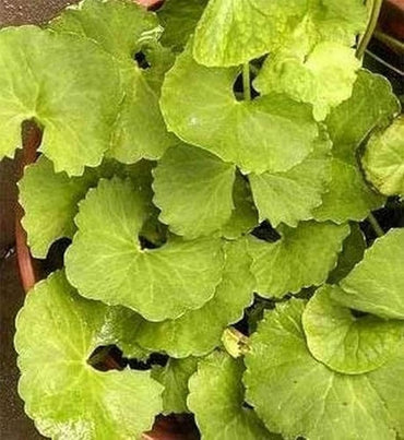 Centella Asiatica Centella Asiatica Seeds for Planting for Herb Garden