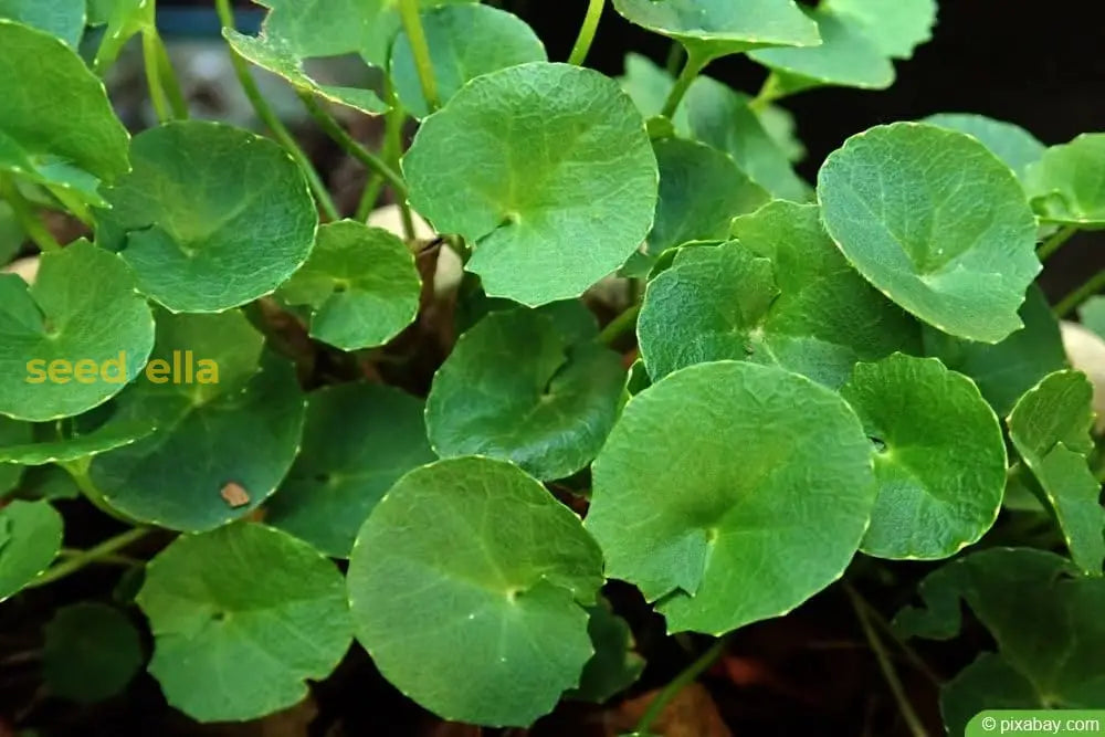 Centella Asiatica Seeds For Planting | Grow Your Own heirloom non-gmo organic garden seeds