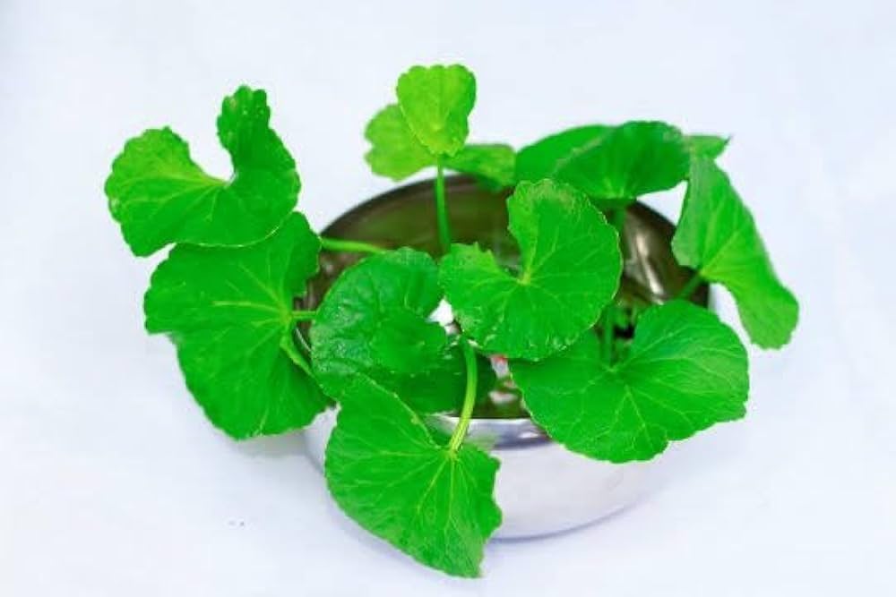 Centella Asiatica Centella Asiatica Seeds For Planting For Herb Garden heirloom non-gmo organic garden seeds