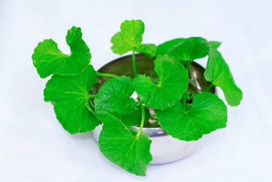 Centella Asiatica Centella Asiatica Seeds For Planting For Herb Garden heirloom non-gmo organic garden seeds