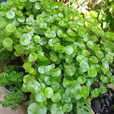 Semi di erba Centella Asiatica Gotu Kola
