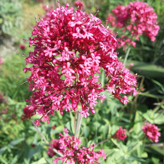 Jupiter's Beard Flower seeds for Planting Low Maintenance Heirloom & GMO Free Seeds for Home Garden 
 
 Sale seeds for home garden planting