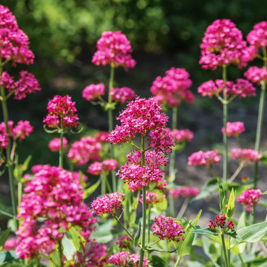 Red Valerian Flower Seeds