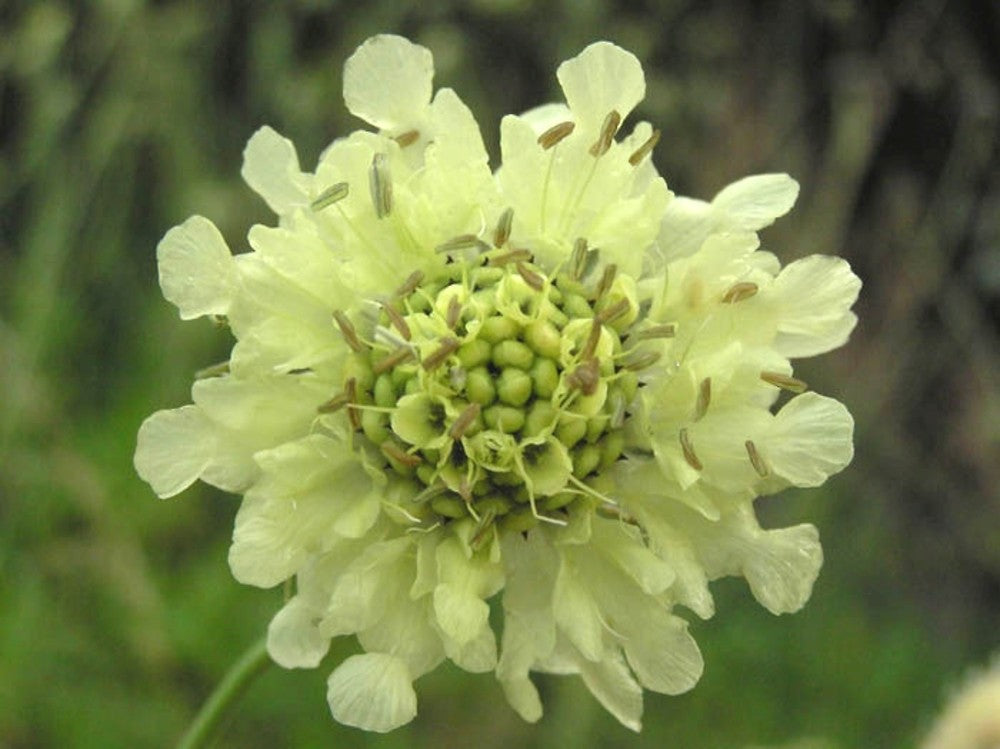 Gigantea Cephalaria Growing in Sunny Garden