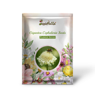 Tall Cephalaria Gigantea Yellow Blooms