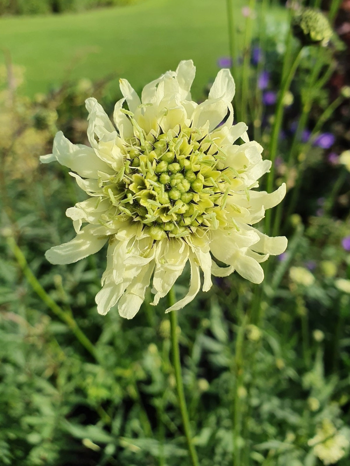 Bees on Cephalaria Gigantea Flowers