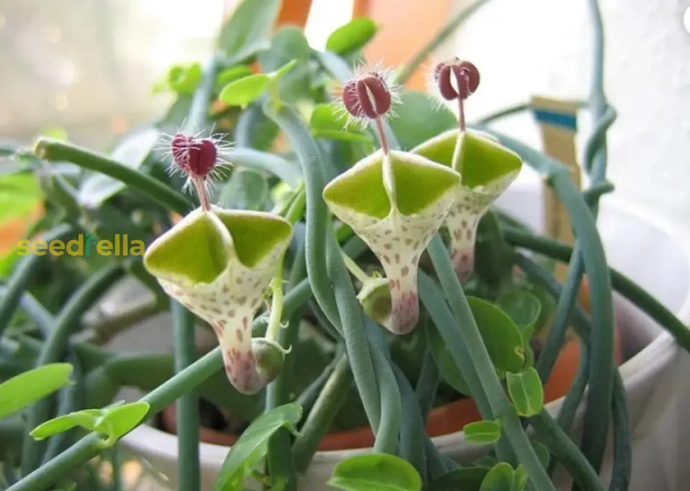 Ceropegia Seeds For Planting: Collectible Seed Packets heirloom non-gmo organic garden seeds