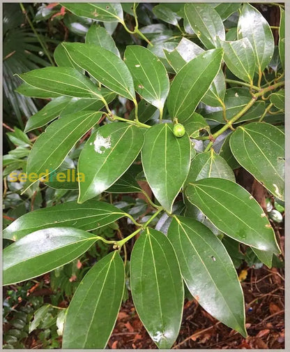 where to buy cinnamon seeds to plant Cinnamon Seed Planting Pack Organic Garden Seeds – Pure Asia Seeds