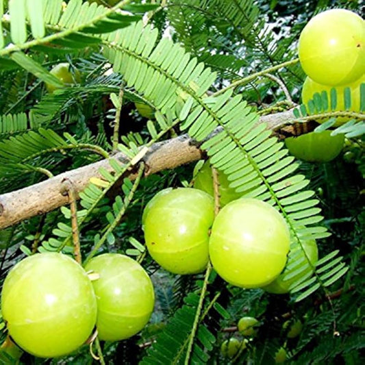 Ceylon Gooseberry Phyllanthus Emblica Fruit Seeds For Planting In Garden heirloom non-gmo organic garden seeds