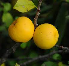 Premium Chaenomeles Green Fruit Seeds Kit for Easy Planting