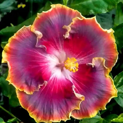 Red Orange Purple Hibiscus Flower Seeds