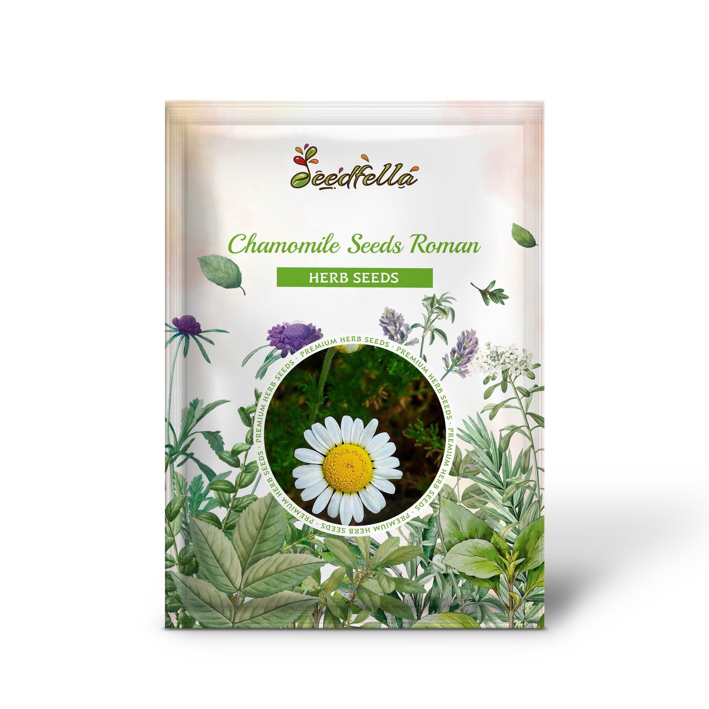 Chamomile Seeds - Roman (Chamaemelum nobile)