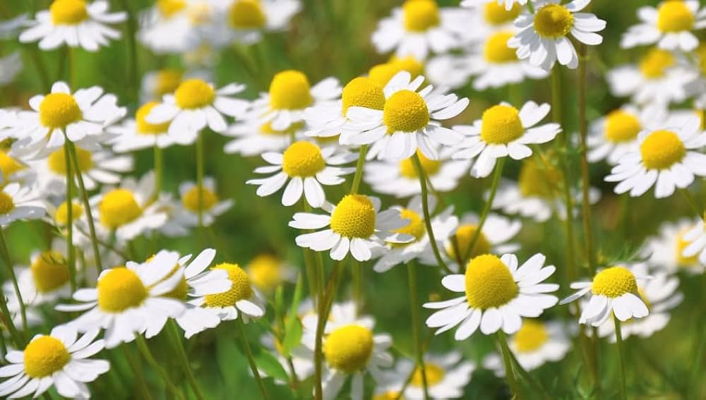 Chamomile Seeds - German (Matricaria recutita)