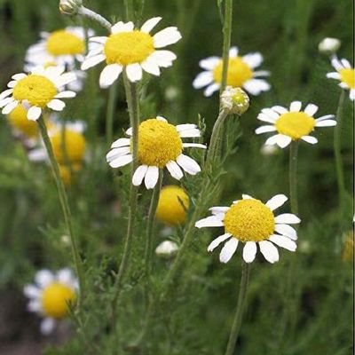 Roman Chamomile (Chamaemelum nobile) Herb Flower Seeds