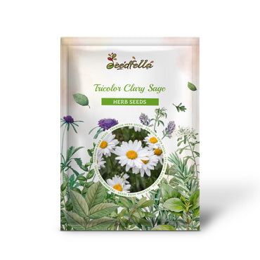 Roman Chamomile (Chamaemelum nobile) Herb Flower Seeds