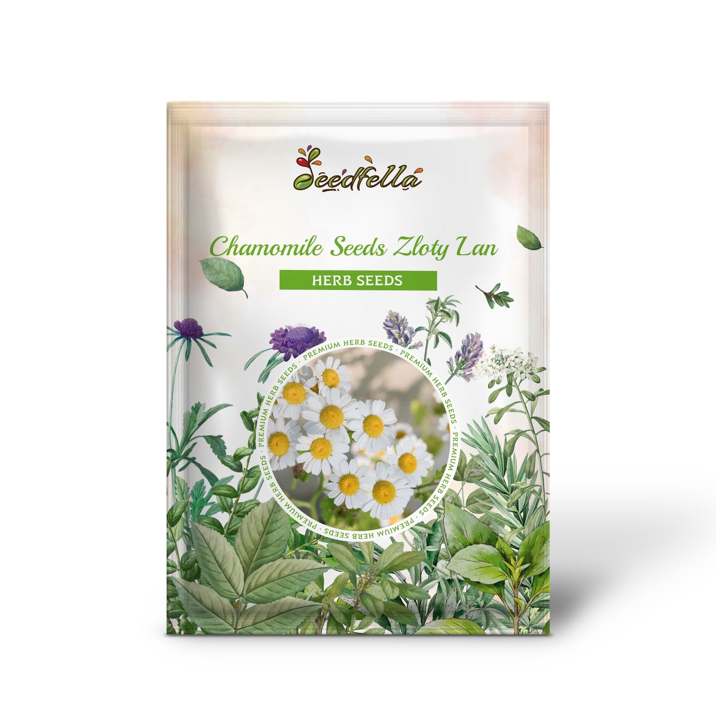 Chamomile Seeds - Zloty Lan (Matricaria chamomilla)