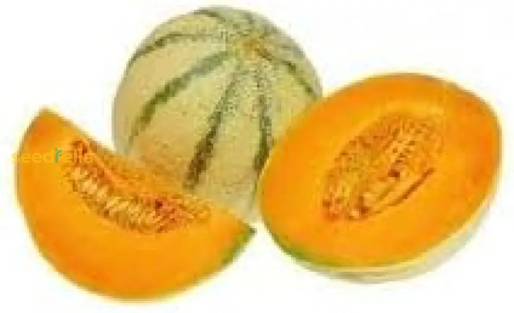 Charentais Melon Seeds For Planting Sweet And Aromatic Summer Fruit heirloom non-gmo organic garden seeds