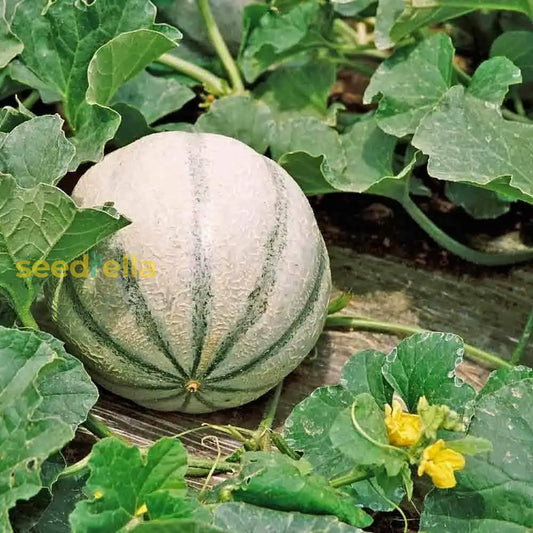 Charentais Melon Seeds For Planting heirloom non-gmo organic garden seeds