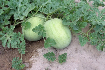 Charleston Gray Watermelon (Citrullus lanatus) Red Fruit Melon Seeds