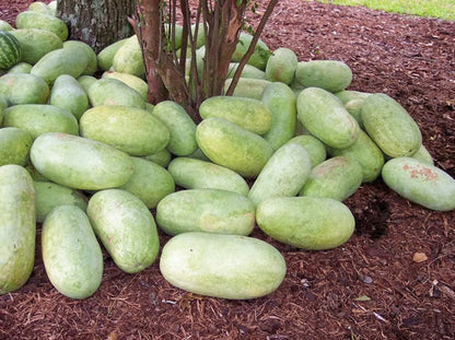 Charleston Gray Watermelon Citrullus Lanatus Red Fruit Melon Seeds heirloom non-gmo organic garden seeds