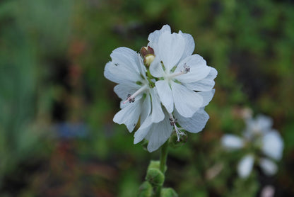 Checkermallow Seedlings Growing Outdoors