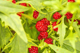Strawberry Sticks / Spinach (Chenopodium foliosum) Fruit Berry Seeds