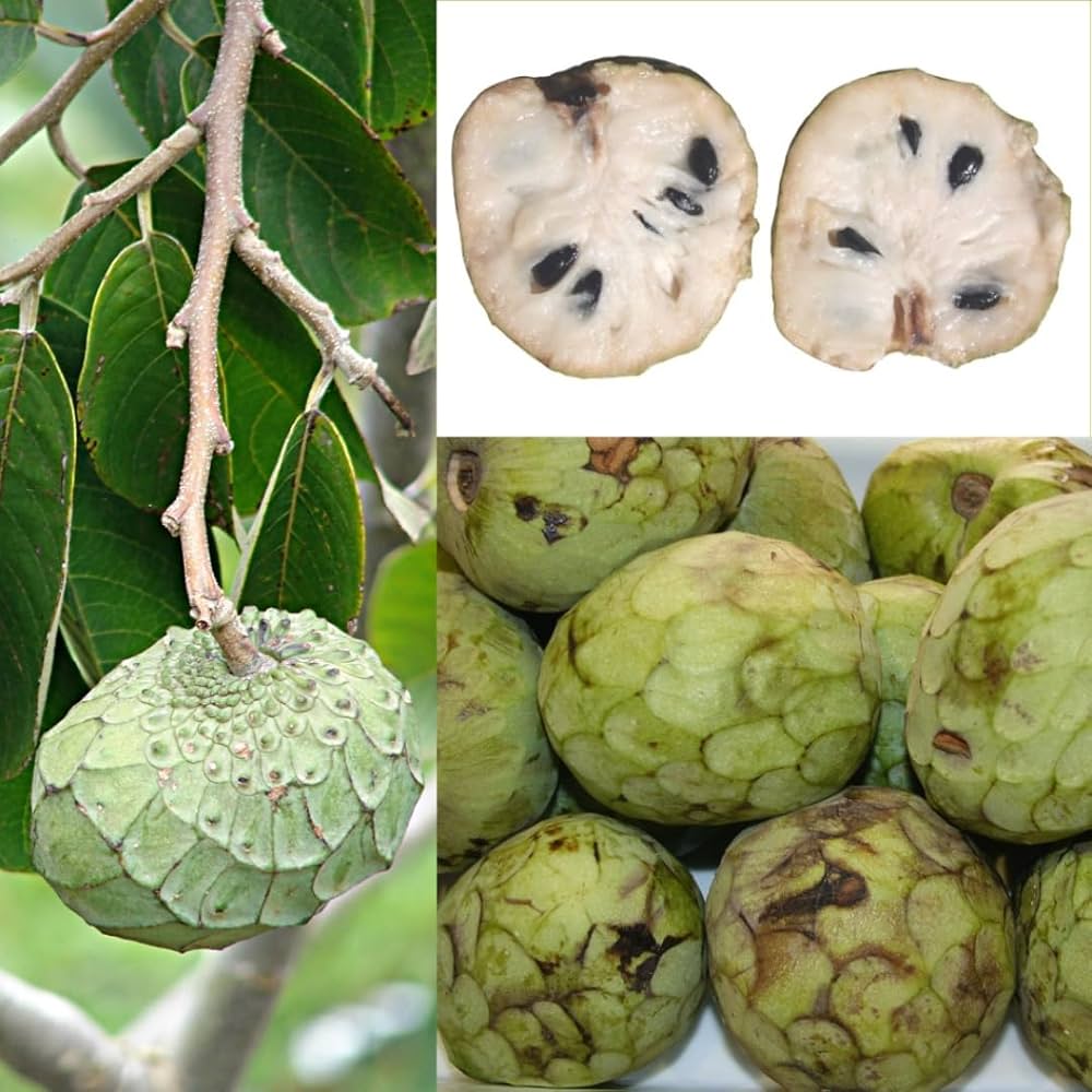 Annona Annona Cherimola Fruit Seeds For Planting For Tropical Garden heirloom non-gmo organic garden seeds