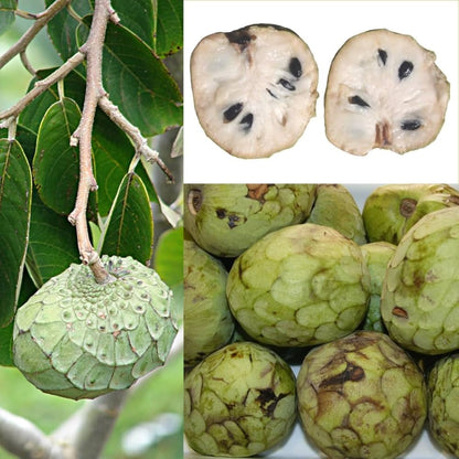 Annona Annona Cherimola Fruit Seeds For Planting For Tropical Garden heirloom non-gmo organic garden seeds
